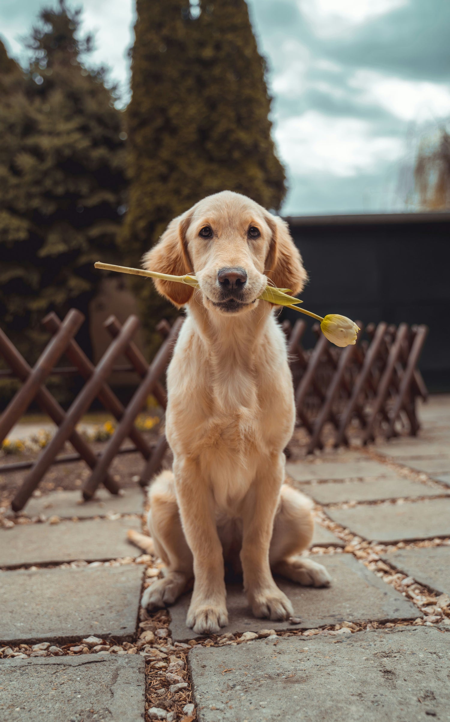 For dogs