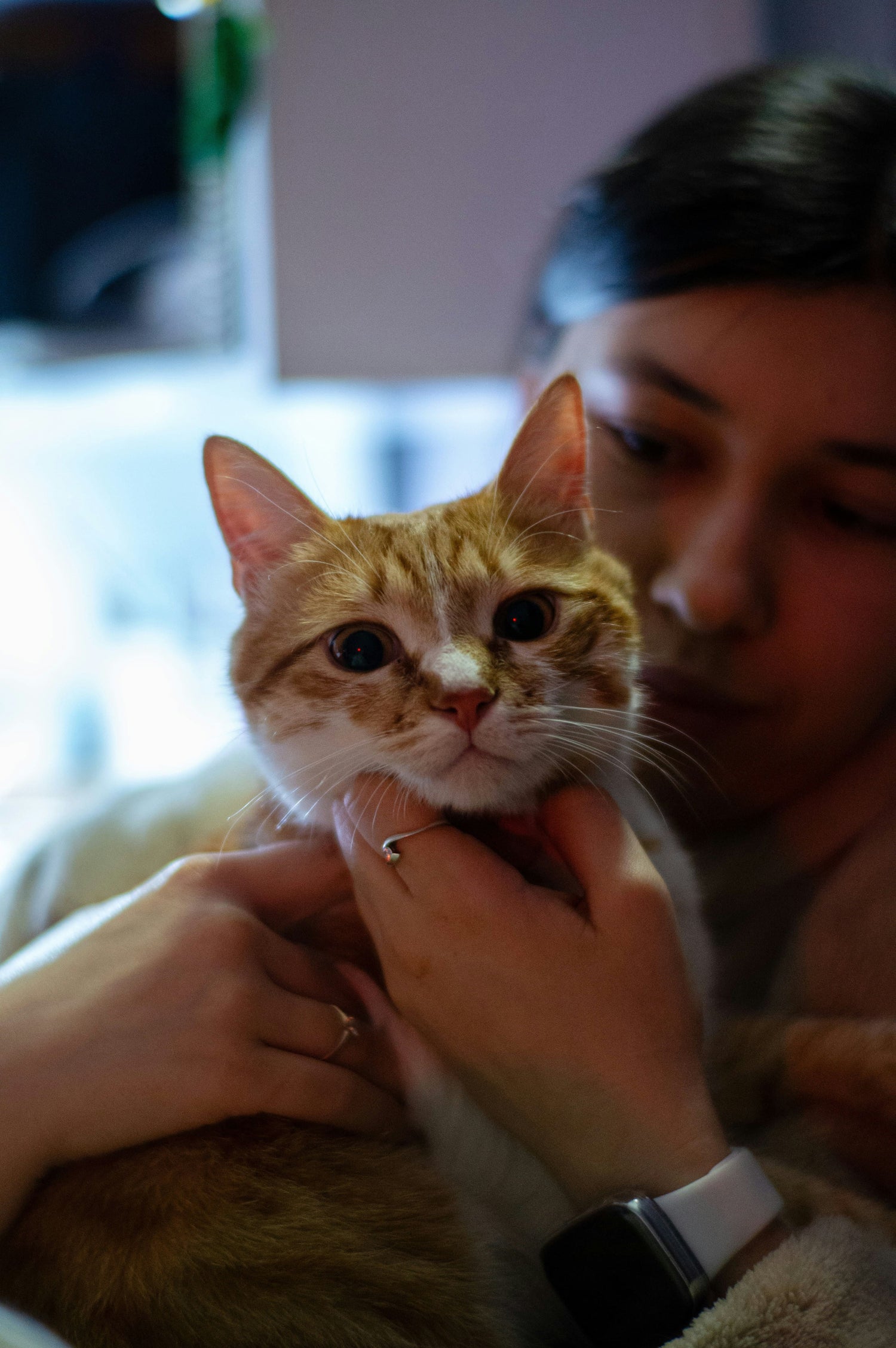 For cats